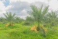 Date Palm, Dates, Palmaceae plant field in the garden plant field in Thailand Royalty Free Stock Photo