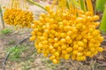 Date Palm, Dates, Palmaceae plant fruits in the garden plant field in Thailand