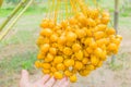 Date Palm, Dates, Palmaceae plant fruits in the garden plant field in Thailand Royalty Free Stock Photo