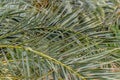 Date palm tree detail, nature background Royalty Free Stock Photo