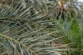 Date palm tree detail, nature background Royalty Free Stock Photo