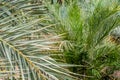 Date palm tree detail, nature background Royalty Free Stock Photo