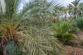 Date palm tree detail, nature background Royalty Free Stock Photo