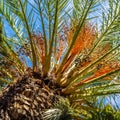 Date palm tree detail, nature background Royalty Free Stock Photo