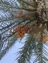 Date palm. Finnish tree with fruits. Bunny fruits.