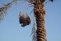 Date palm, fruit hanging from a branch