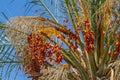 Date palm fruits, cluster of date fruits