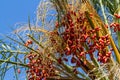 Date palm fruits, cluster of date fruits