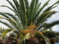 Date palm with fruits