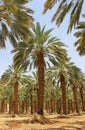 Date palm at kibbutz Ein Gedi, Israel Royalty Free Stock Photo