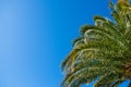 Date palm leaves in sunshine on clear cloudless blue sky background, copy space. Concept summertime, vacation, tropics, nature, Royalty Free Stock Photo