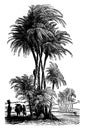 Date Palm of the Lower Euphrates, vintage illustration