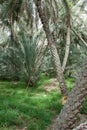 Date palm oasis UAE
