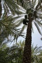 Date palms, Harvesting dates