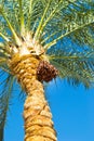 Date palm