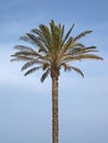 Date palm (Phoenix canariensis), Sardinia