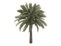 Date_palm_(Phoenix_dactylifera)