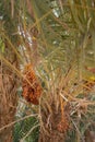 Date palm, phoenix dactylifera, with bunches of dates. Tunisia Royalty Free Stock Photo