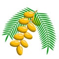 Date palm Phoenix dactylifera design