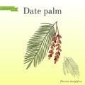 Date palm Phoenix dactylifera , leaf and fruits