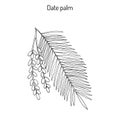 Date palm Phoenix dactylifera