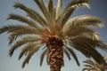 Date palm (Phoenix dactylifera) - Middle East (Generative AI)