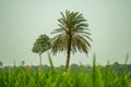 Date Palm or Phoenix dactylifera, a tall, iconic tree landscape Royalty Free Stock Photo