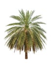 Date palm (Phoenix dactylifera) Royalty Free Stock Photo