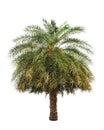 Date palm (Phoenix dactylifera) Royalty Free Stock Photo