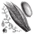 Date Palm or Phoenix dactylifera, vintage engraving