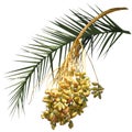 Date palm Phoenix L. - leaf and fruit branch with fruits