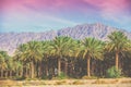 Date palm plantation on a background of mountains Royalty Free Stock Photo