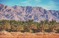 Date palm plantation on a background of mountains Royalty Free Stock Photo