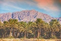 Date palm plantation on a background of mountains Royalty Free Stock Photo