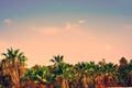 Date palm plantation Royalty Free Stock Photo