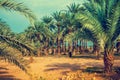 Date palm plantation Royalty Free Stock Photo