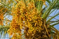 Date palm with ripe dates.