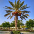 Date palm at Seeb beach park, Muscat, Oman