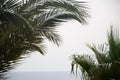date palm on the shore Royalty Free Stock Photo