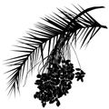 The date palm silhouette Phoenix L. is a leaf and fruit branch with fruits