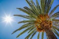 Date palm and sun in sky, view of the palm tree from the bottom up. Glare from the sun, real photo