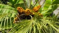 Date palm top with dates harvest. Close-up.