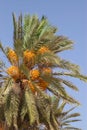 Date palm tree Royalty Free Stock Photo