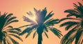 Date palm tree against colorful sky with sunset sun. Beautiful nature background. Summer vacation, travel and tropical beach Royalty Free Stock Photo