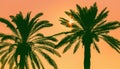 Date palm tree against colorful sky with sunset sun. Beautiful nature background. Summer vacation, travel and tropical beach Royalty Free Stock Photo