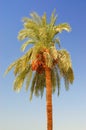 Date palm tree against the sky