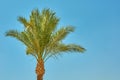 Date palm tree on a beach against blue sky Royalty Free Stock Photo
