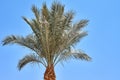Date palm tree on a beach against blue sky Royalty Free Stock Photo