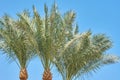 Date palm tree on a beach against blue sky Royalty Free Stock Photo