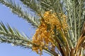 Date palm tree with branches and fresh growing dates against a sunny sky. Tropical fruits and palm agriculture concept. Royalty Free Stock Photo